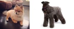 Pomeranian vs Kerry Blue Terrier - Breed Comparison