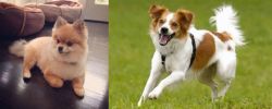 Pomeranian vs Kromfohrlander - Breed Comparison