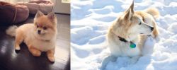 Pomeranian vs Labrador Husky - Breed Comparison