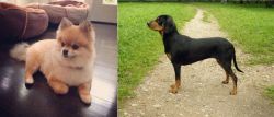 Pomeranian vs Latvian Hound - Breed Comparison