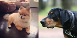 Pomeranian vs Lithuanian Hound - Breed Comparison