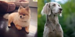 Pomeranian vs Longhaired Weimaraner - Breed Comparison