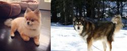 Pomeranian vs Mackenzie River Husky - Breed Comparison