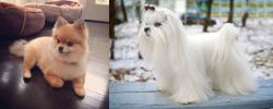 Pomeranian vs Maltese - Breed Comparison