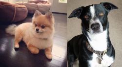 Pomeranian vs McNab - Breed Comparison