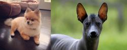 Pomeranian vs Mexican Hairless - Breed Comparison