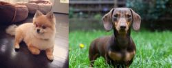 Pomeranian vs Miniature Dachshund - Breed Comparison
