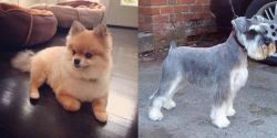 Pomeranian vs Miniature Schnauzer - Breed Comparison