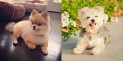 Pomeranian vs Morkie - Breed Comparison
