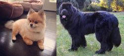 Pomeranian vs Newfoundland Dog - Breed Comparison