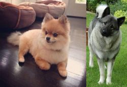 Pomeranian vs Norwegian Elkhound - Breed Comparison