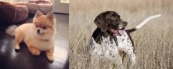 Pomeranian vs Old Danish Pointer - Breed Comparison