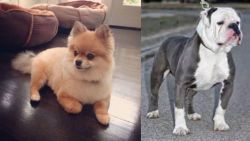 Pomeranian vs Old English Bulldog - Breed Comparison