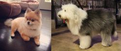 Pomeranian vs Old English Sheepdog - Breed Comparison