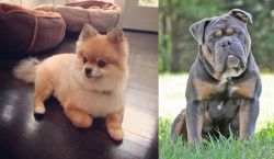 Pomeranian vs Olde English Bulldogge - Breed Comparison