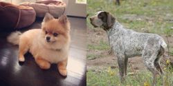 Pomeranian vs Perdiguero de Burgos - Breed Comparison