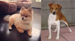 Pomeranian vs Plummer Terrier - Breed Comparison