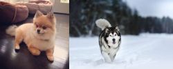 Pomeranian vs Siberian Husky - Breed Comparison