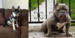 Pomsky vs American Bully - Breed Comparison