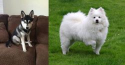 Pomsky vs American Eskimo Dog - Breed Comparison