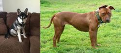 Pomsky vs American Pit Bull Terrier - Breed Comparison