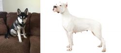 Pomsky vs Argentine Dogo - Breed Comparison