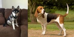 Pomsky vs Artois Hound - Breed Comparison
