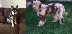 Pomsky vs Aussie Doodles - Breed Comparison