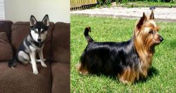 Pomsky vs Australian Silky Terrier - Breed Comparison