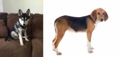 Pomsky vs Beagle-Harrier - Breed Comparison