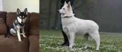 Pomsky vs Berger Blanc Suisse - Breed Comparison
