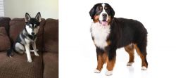 Pomsky vs Bernese Mountain Dog - Breed Comparison