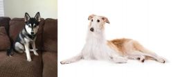 Pomsky vs Borzoi - Breed Comparison