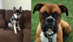 Pomsky vs Boxer - Breed Comparison