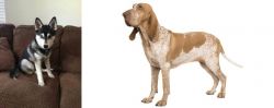 Pomsky vs Bracco Italiano - Breed Comparison