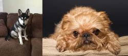Pomsky vs Brug - Breed Comparison