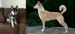 Pomsky vs Canaan Dog - Breed Comparison