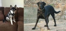 Pomsky vs Cao de Castro Laboreiro - Breed Comparison