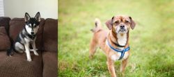 Pomsky vs Chug - Breed Comparison