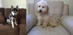 Pomsky vs Cockachon - Breed Comparison