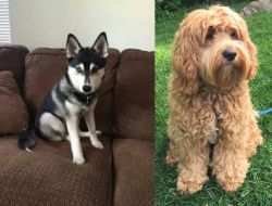 Pomsky vs Cockapoo - Breed Comparison