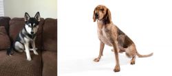 Pomsky vs Coonhound - Breed Comparison