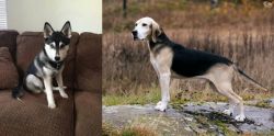 Pomsky vs Dunker - Breed Comparison