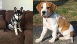Pomsky vs Francais Blanc et Orange - Breed Comparison