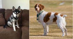 Pomsky vs French Brittany - Breed Comparison