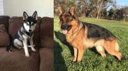 Pomsky vs German Shepherd - Breed Comparison