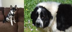 Pomsky vs Greek Sheepdog - Breed Comparison