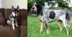 Pomsky vs Griffon Bleu de Gascogne - Breed Comparison