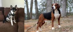 Pomsky vs Hamiltonstovare - Breed Comparison