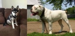 Pomsky vs Hermes Bulldogge - Breed Comparison
